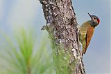 Golden-olive Woodpecker